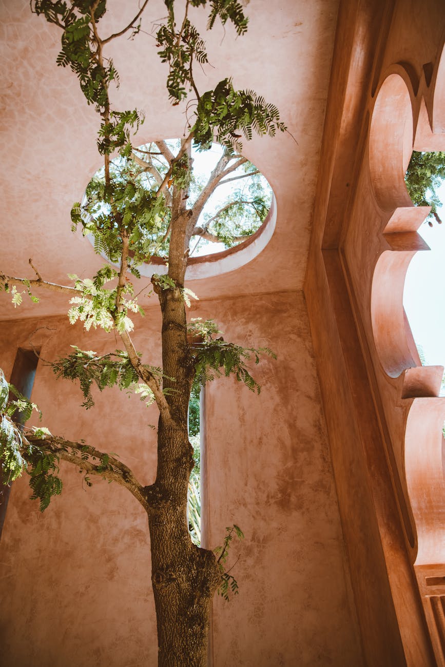 tree growing in a decorative brown interior