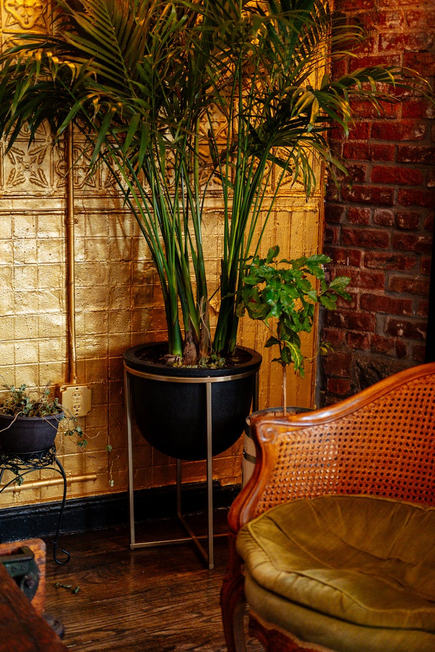 potted plants and retro furniture in cozy room